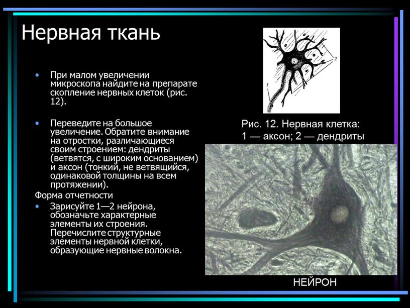 Нервная ткань При малом увеличении микроскопа найдите на препарате скопление нервных клеток (рис