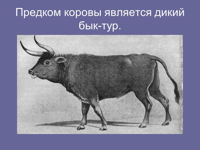 Предком коровы является дикий бык-тур