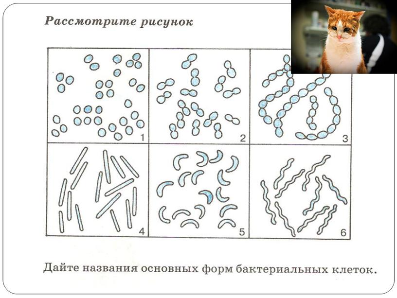 Презентация к уроку по теме "Бактерии" .