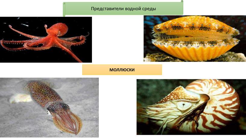 Представители водной среды МОЛЛЮСКИ