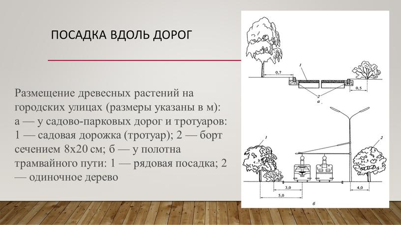 Посадка вдоль дорог Размещение древесных растений на городских улицах (размеры указаны в м): а — у садово-парковых дорог и тротуаров: 1 — садовая дорожка (тротуар);…