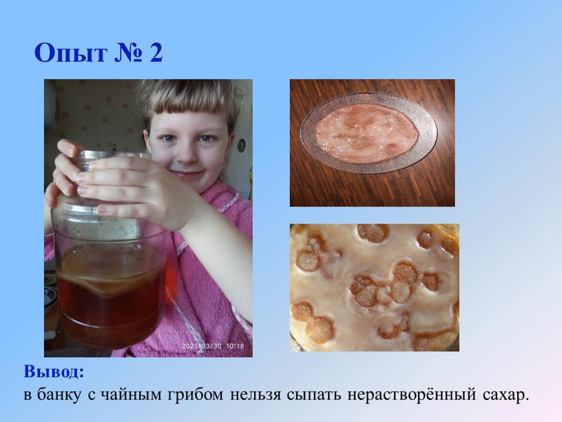Опыт № 2 Вывод: в банку с чайным грибом нельзя сыпать нерастворённый сахар