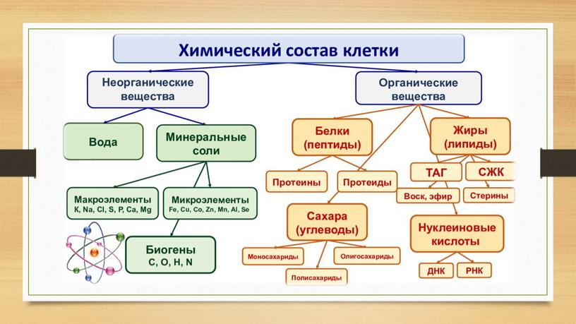 Методическая разработка урока на тему "Строение и химический состав клетки"