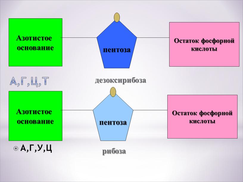 Азотистое основание Остаток фосфорной кислоты пентоза