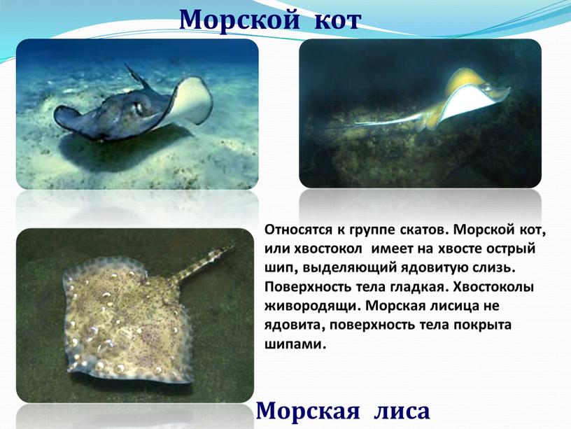 Морской кот Морская лиса Относятся к группе скатов