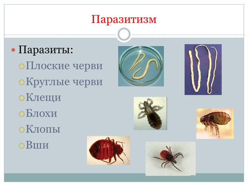 Паразитизм Паразиты: Плоские черви