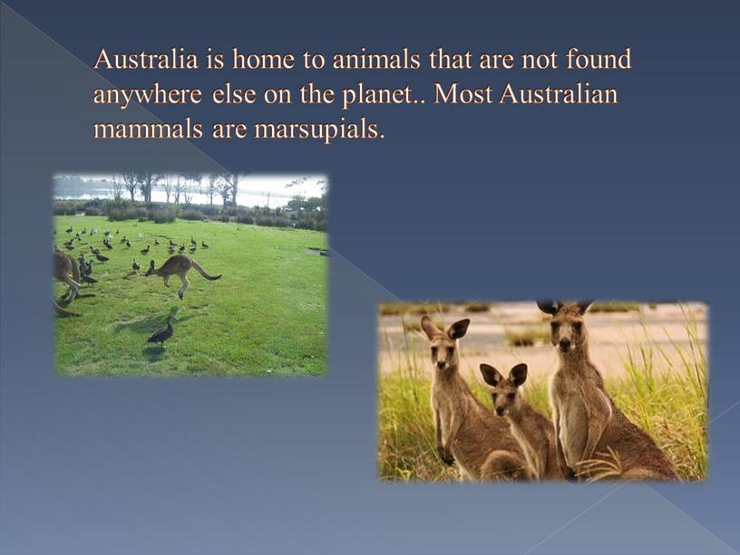 Australia is home to animals that are not found anywhere else on the planet