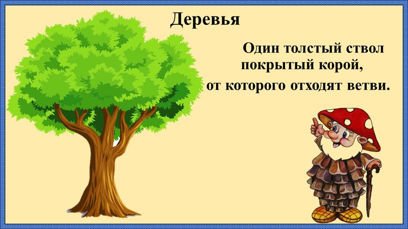 Деревья Один толстый ствол покрытый корой, от которого отходят ветви