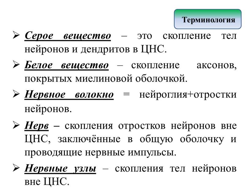 Серое вещество – это скопление тел нейронов и дендритов в