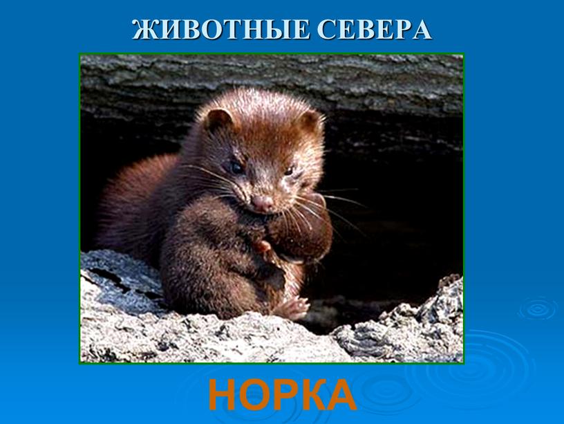 ЖИВОТНЫЕ СЕВЕРА НОРКА