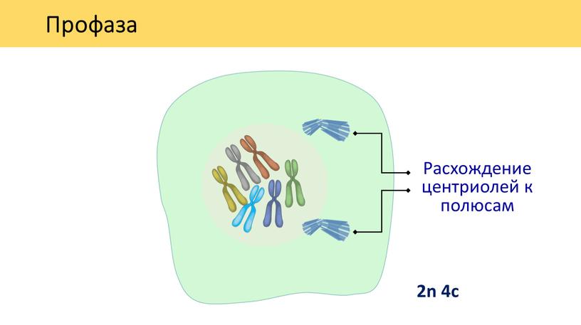 Профаза 2n 4c Расхождение центриолей к полюсам