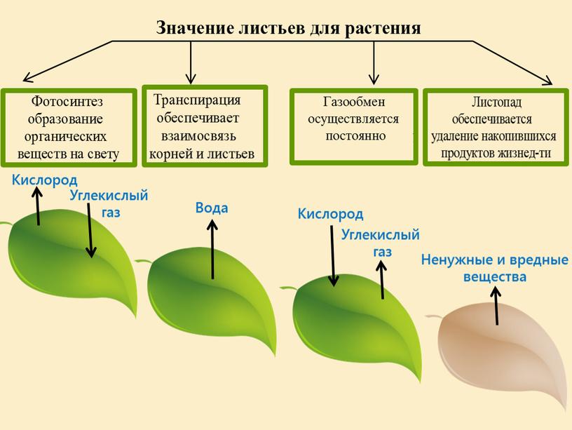 Кислород Углекислый газ Вода Ненужные и вредные вещества