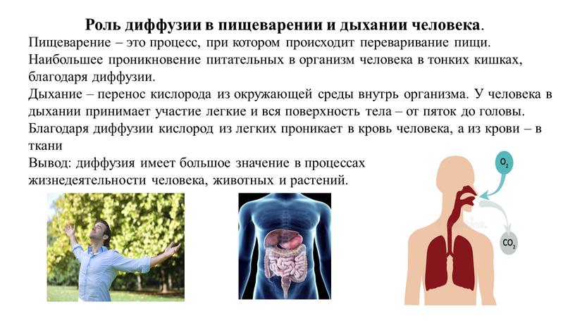 Роль диффузии в пищеварении и дыхании человека