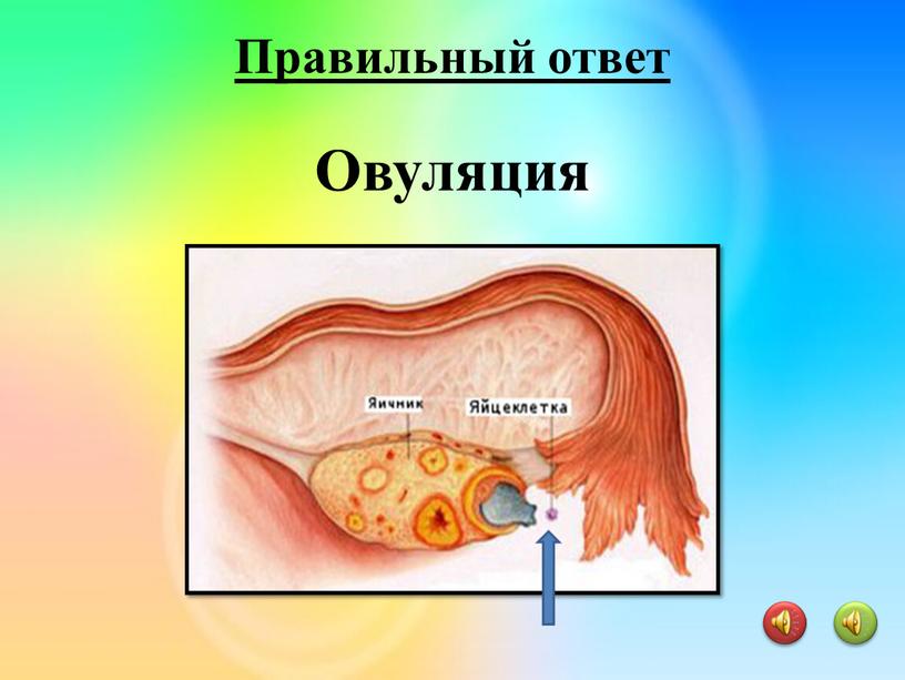 Овуляция Правильный ответ