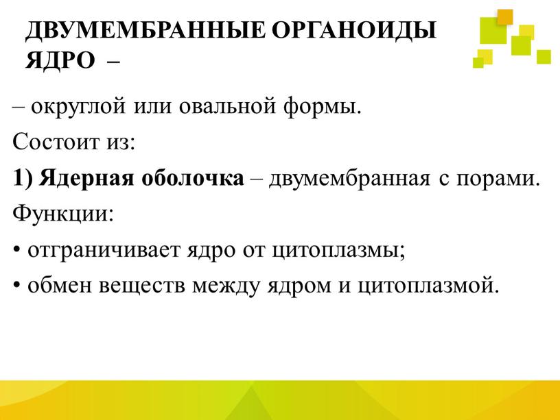 ДВУМЕМБРАННЫЕ ОРГАНОИДЫ ЯДРО – – округлой или овальной формы