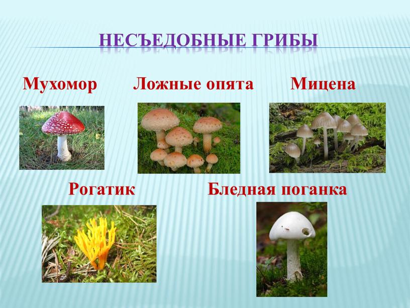 Несъедобные грибы Мухомор