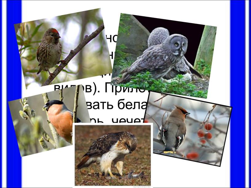 Большинство птиц – перелетные и кочующие (около 160 видов)