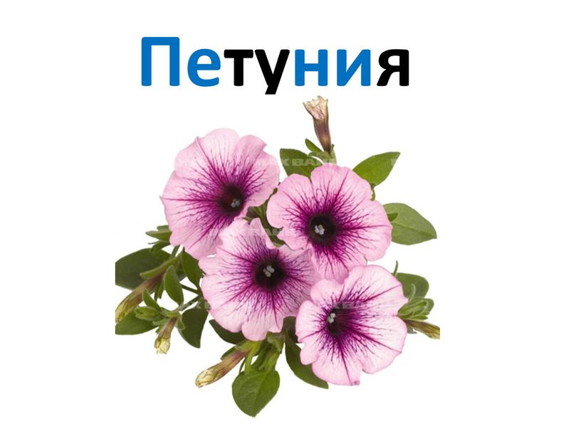 Петуния