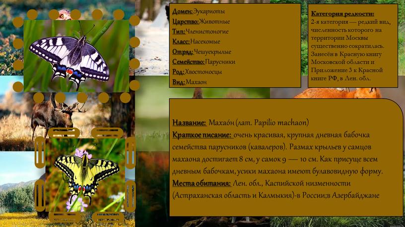 Название: Махао́н (лат. Papilio machaon)