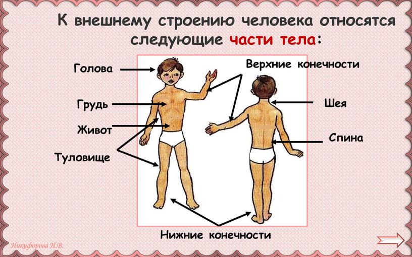 К внешнему строению человека относятся следующие части тела: