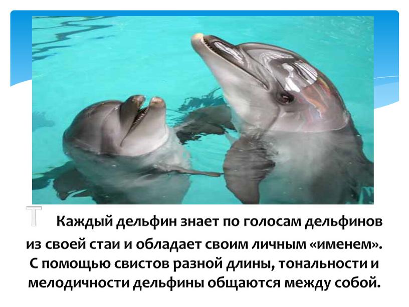 Каждый дельфин знает по голосам дельфинов из своей стаи и обладает своим личным «именем»