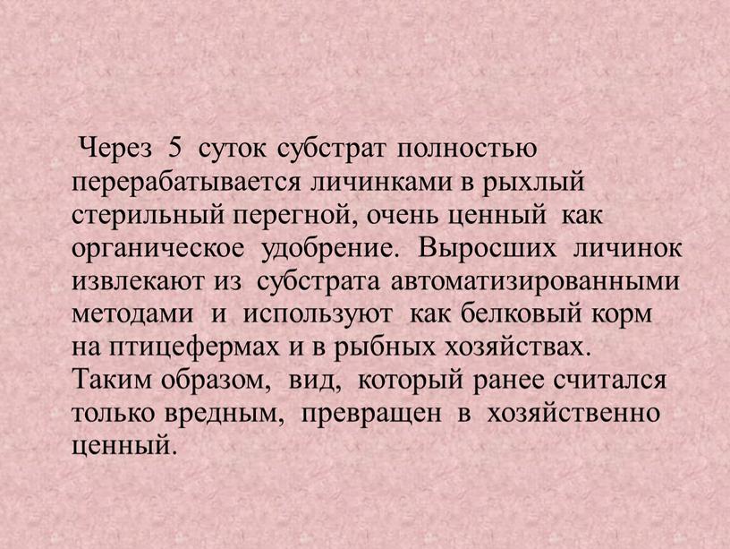 Через 5 суток субстрат полностью перерабатывается личинками в рыхлый стерильный перегной, очень ценный как органическое удобрение