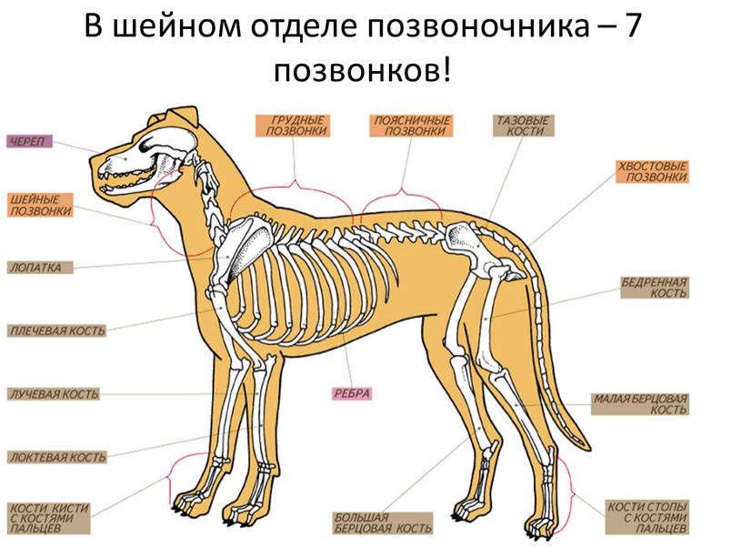 В шейном отделе позвоночника – 7 позвонков!