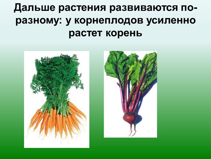 Дальше растения развиваются по-разному: у корнеплодов усиленно растет корень