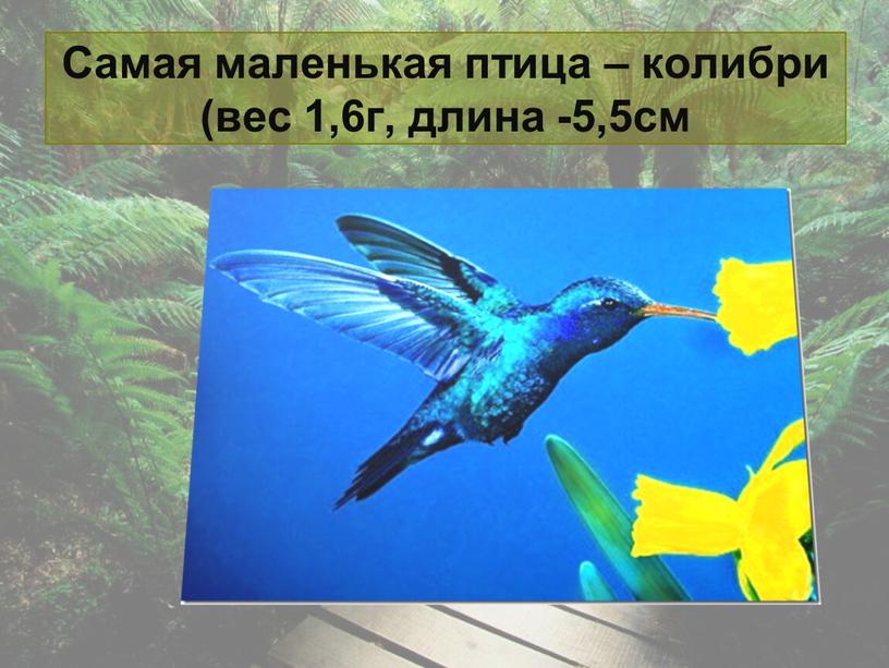 Самая маленькая птица – колибри (вес 1,6г, длина -5,5см
