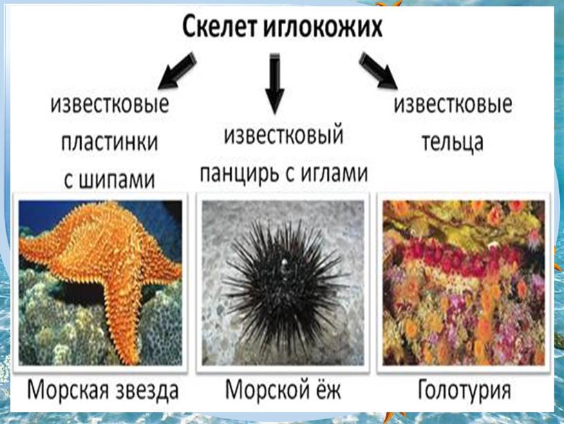 Сходства и отличия морских звезд и офиур