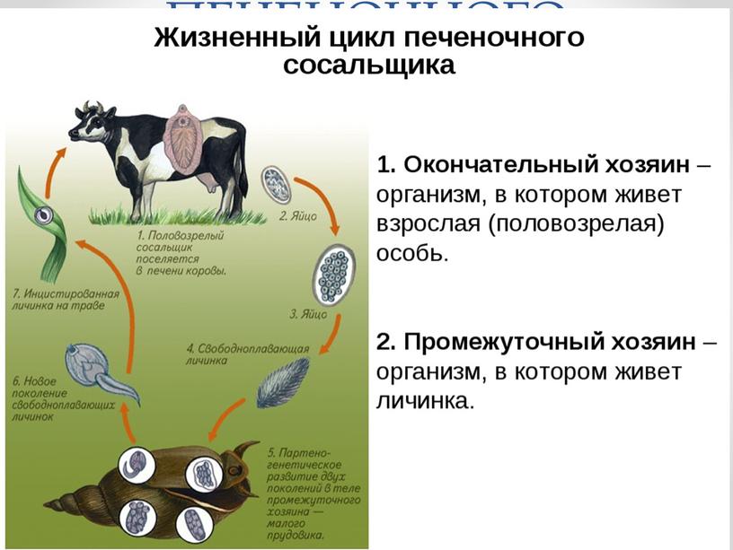 ЦИКЛ РАЗВИТИЯ ПЕЧЕНОЧНОГО СОСАЛЬЩИКА