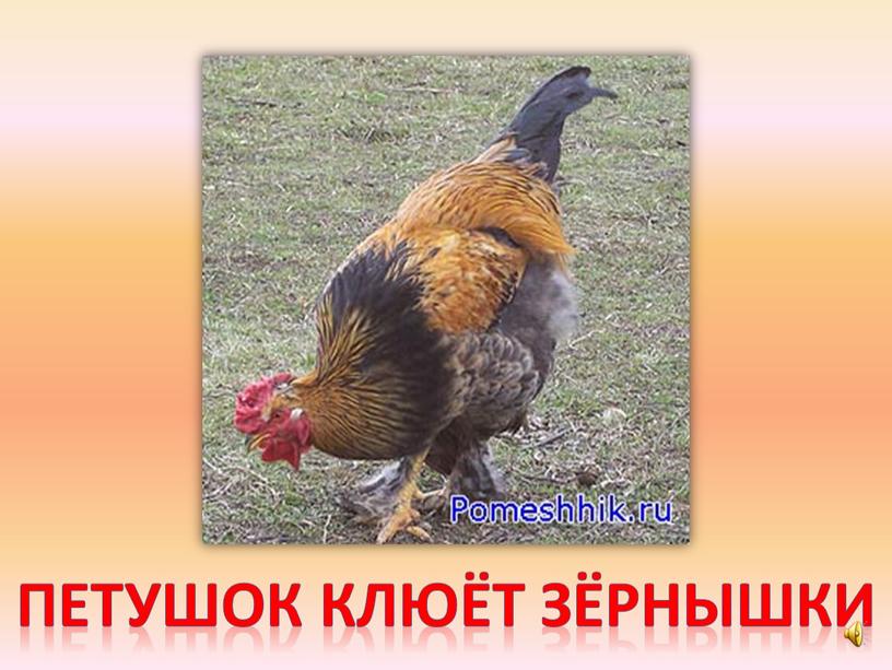 Петушок клюёт зёрнышки