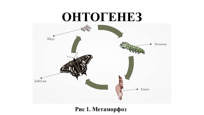 ОНТОГЕНЕЗ Рис 1. Метаморфоз