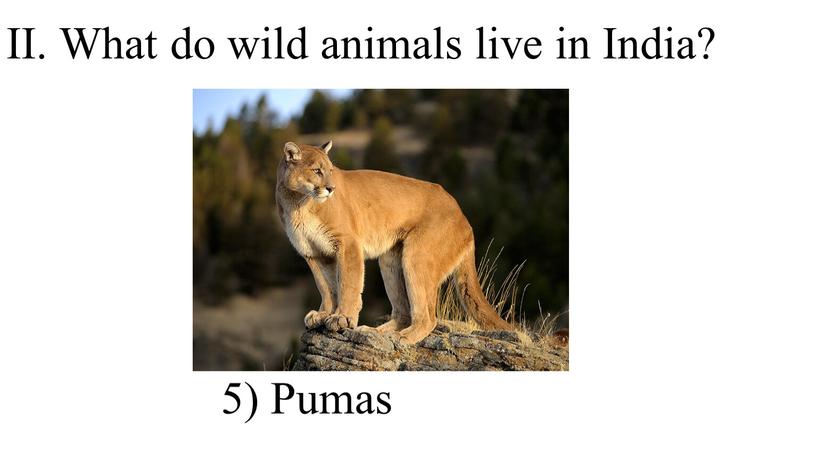 II. What do wild animals live in