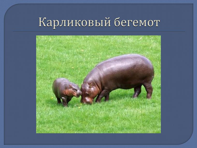 Карликовый бегемот