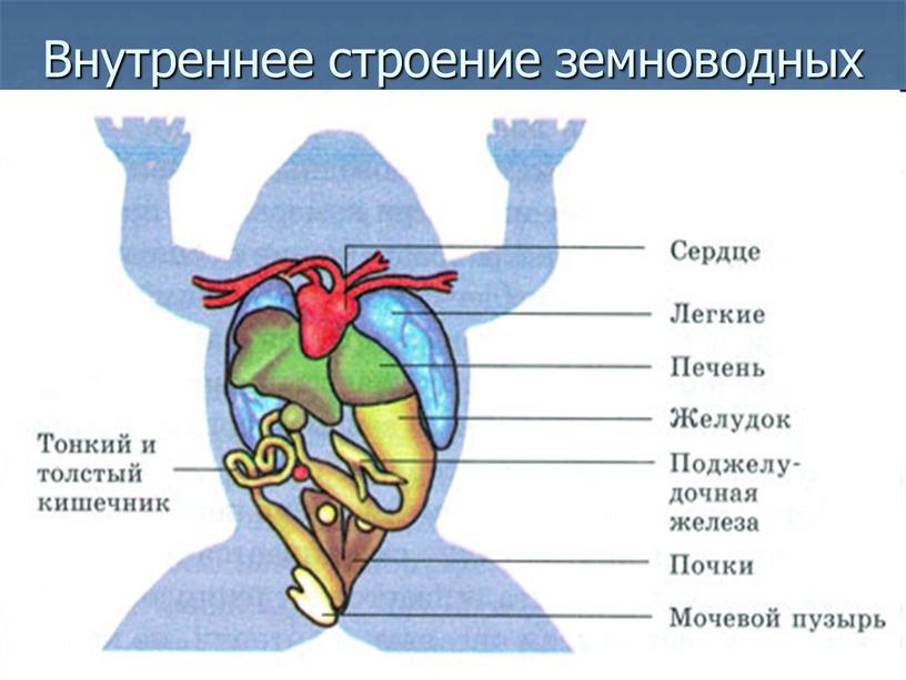 Внутреннее строение земноводных