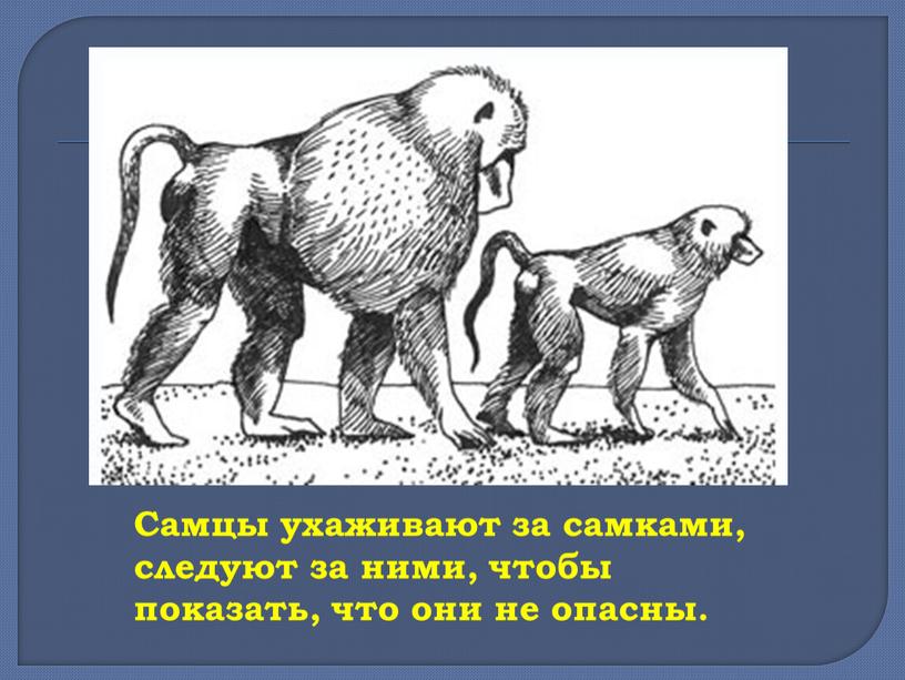 Самцы ухаживают за самками, следуют за ними, чтобы показать, что они не опасны