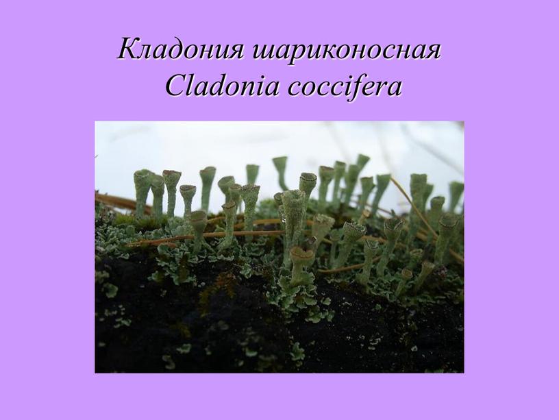 Кладония шариконосная Cladonia coccifera
