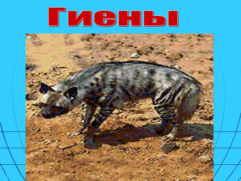 Гиены