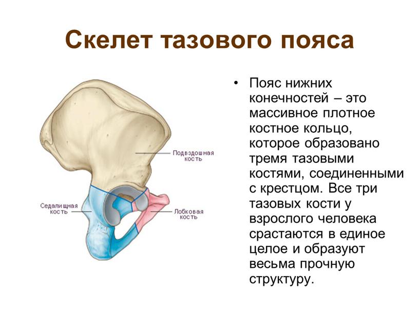 Скелет тазового пояса Пояс нижних конечностей – это массивное плотное костное кольцо, которое образовано тремя тазовыми костями, соединенными с крестцом