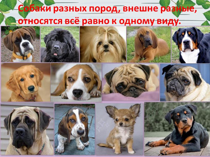 Собаки разных пород, внешне разные, относятся всё равно к одному виду
