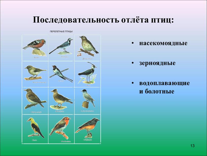 Последовательность отлёта птиц: насекомоядные зерноядные водоплавающие и болотные 13