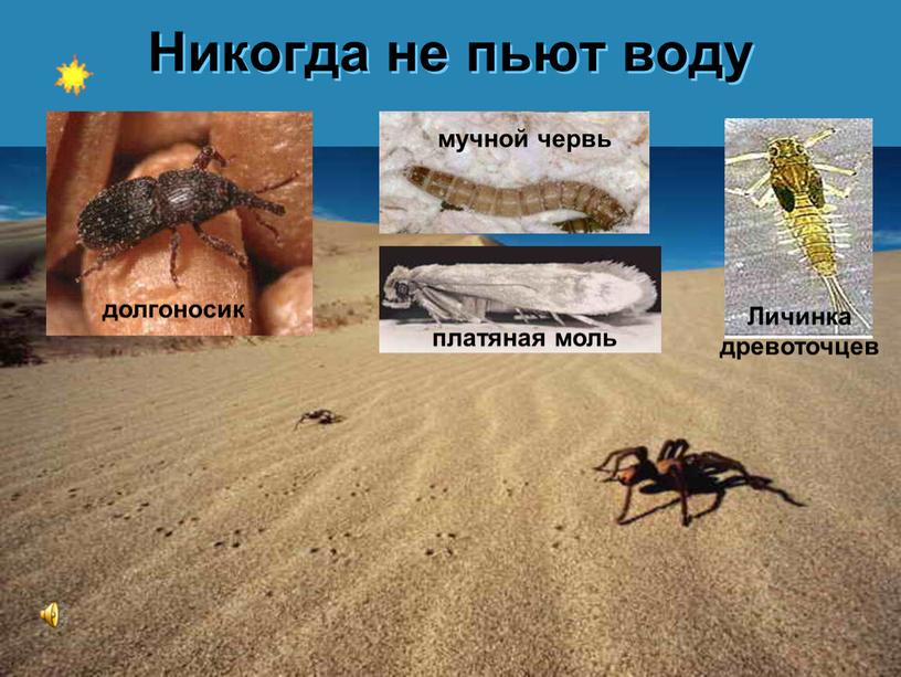 Никогда не пьют воду долгоносик мучной червь платяная моль