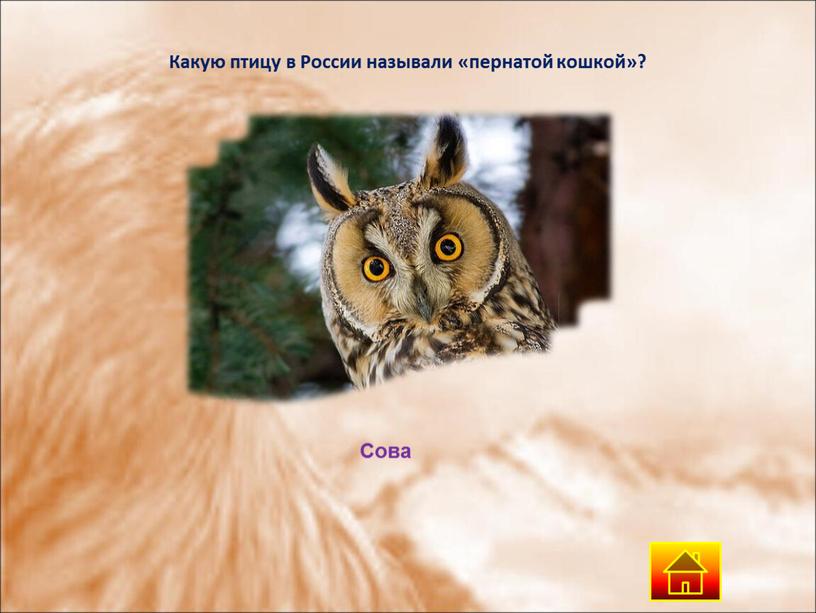 Какую птицу в России называли «пернатой кошкой»?