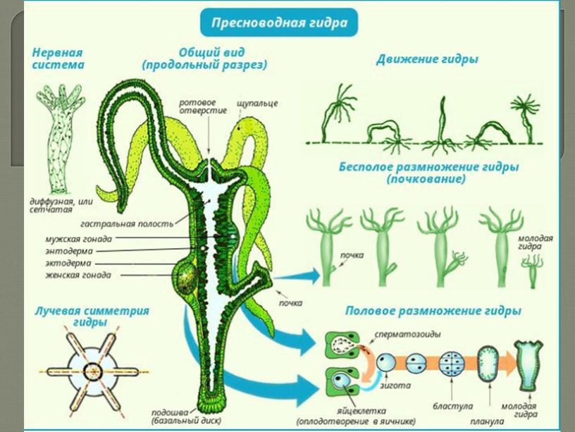Кишечнополостные , 8класс, биология