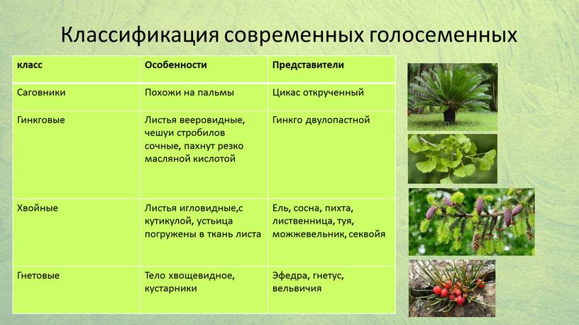 Особенности Представители Саговники