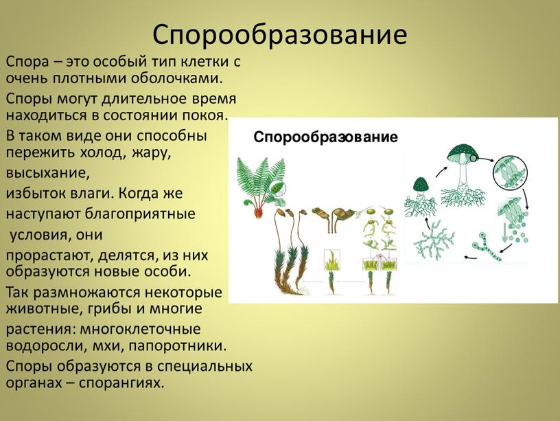 Спорообразование половое размножение