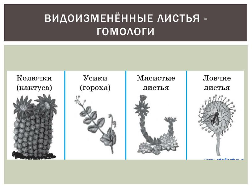 Видоизменённые листья - гомологи