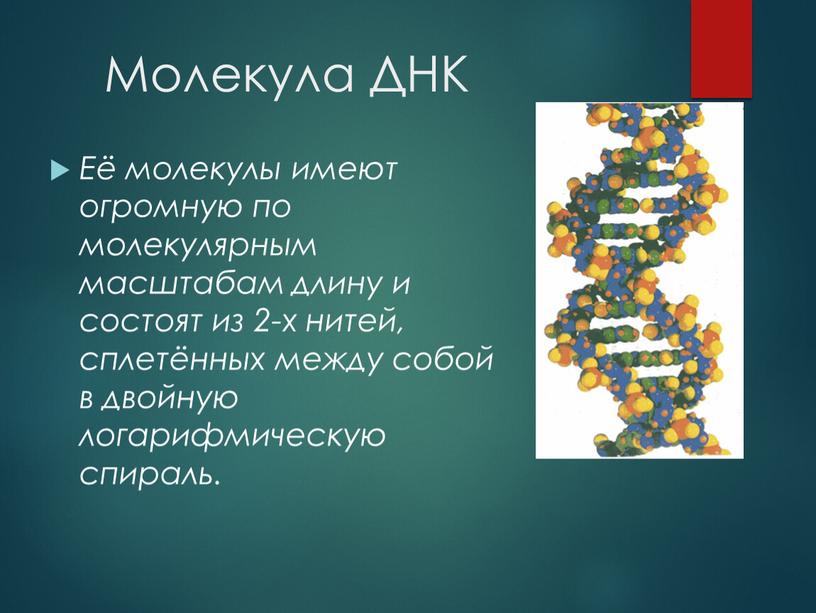 Молекула ДНК Её молекулы имеют огромную по молекулярным масштабам длину и состоят из 2-х нитей, сплетённых между собой в двойную логарифмическую спираль
