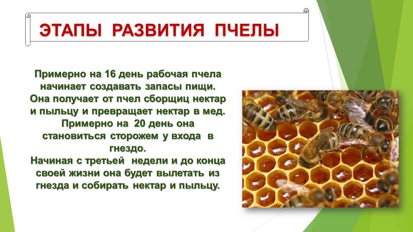 ЭТАПЫ РАЗВИТИЯ ПЧЕЛЫ Примерно на 16 день рабочая пчела начинает создавать запасы пищи